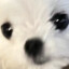 小熊