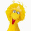 Bird BigBird