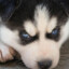 Yuki