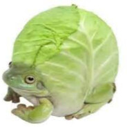 Cabbage Toucher
