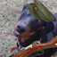 Comrade Dog