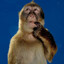 Oilrig monkey
