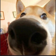 毛毛偷吃梦泪精液