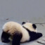 yaodao
