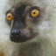 BOT lemur