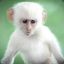 White_Monkey