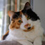 A Cat