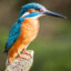 Kingfisher