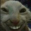 xXx_Da_YT_cat_xXx