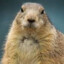 Marmota
