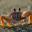 Adoring Crab