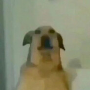 IveteCongalo