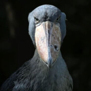 [Pigalle] PauLentiyh - steam id 76561199443846833