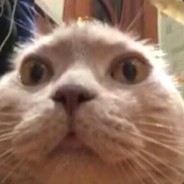 ШО ПАЦАНЫ АНИМЭ?