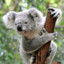 RampageKoala0217