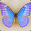 Morpho Diana