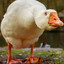 GOOSE