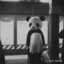 只想当个老六