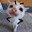 lineowl
