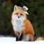 SwedishFox