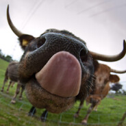 Бык осеменитель