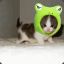 A kitten wearing a frog hat
