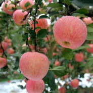 80老太半夜扶墙三杀