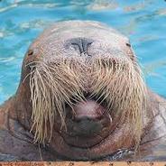 WalrusFatty