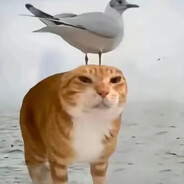 海鸥会不会为我停留