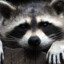 Raccoon