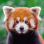 Red Panda