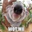 koala#_.