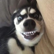 CHN.   Why  Double  May.