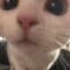 GINSENG