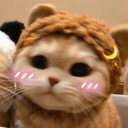 发现猫猫（等级4）