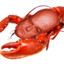 Hank when Lobster