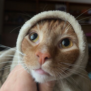 russiandog - steam id 76561198342936403