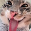 Gooner cat