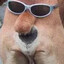 CuDeCachorro
