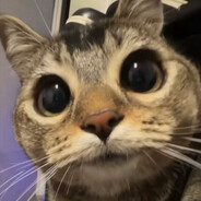 cat - steam id 76561198254516162