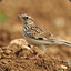 woodlark