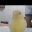 sovb