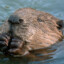 Beaver Enjoyer