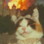 猫公主