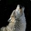 Wolffgang