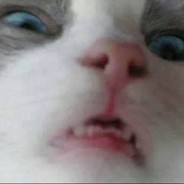 | SofaHeld | ソファ主人公