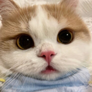 偷偷藏你家床下0.o