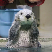 作业写完了吗？