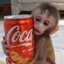 monito con coca