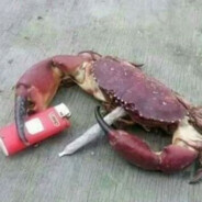 Crab Masta